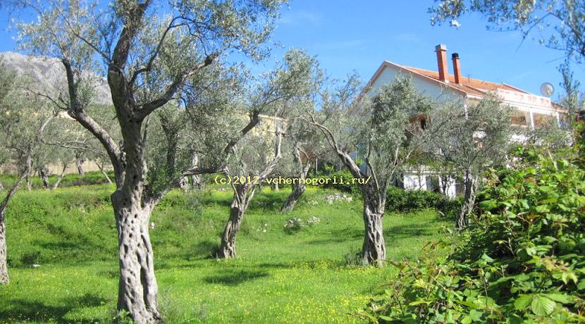 Урбанизированный участок возле старой маслины